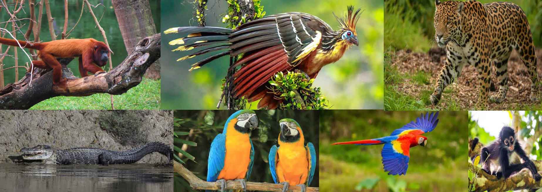 Top 10 Amazing Animals You Can See in Tambopata National Reserve, Peru